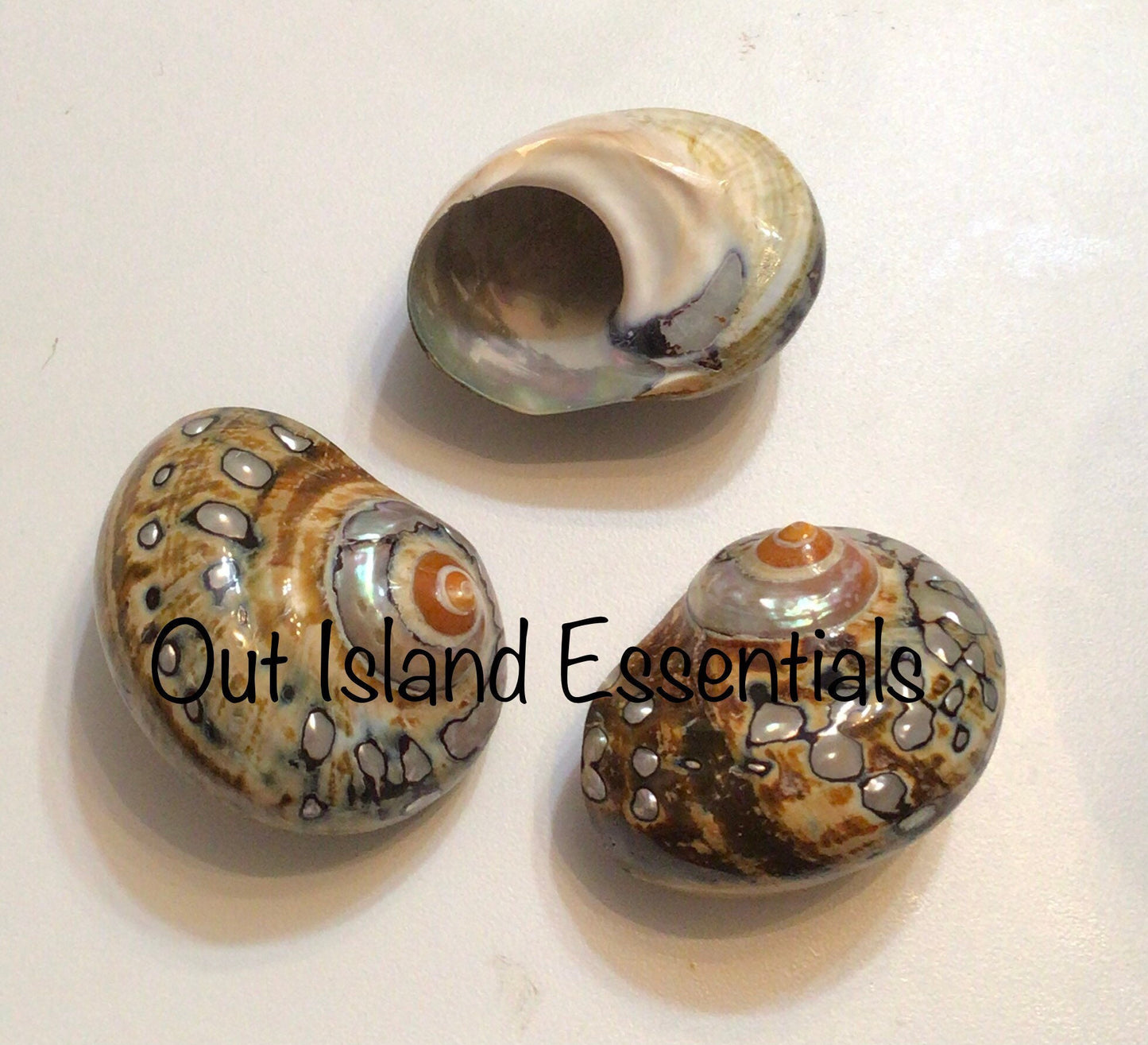 Polished Turbo Sarmaticus I Brown Turbo Seashell I Sarmaticus Specimen Seashell I Pearlized Turbo Shell I Bronze Turbo Shell