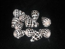 Large Hebrew Cone I Conus Ebraeus I Cone Shells I Black & White Shells I Size 1.25" To 1.5" Craft Shells I FIVE Craft Shells