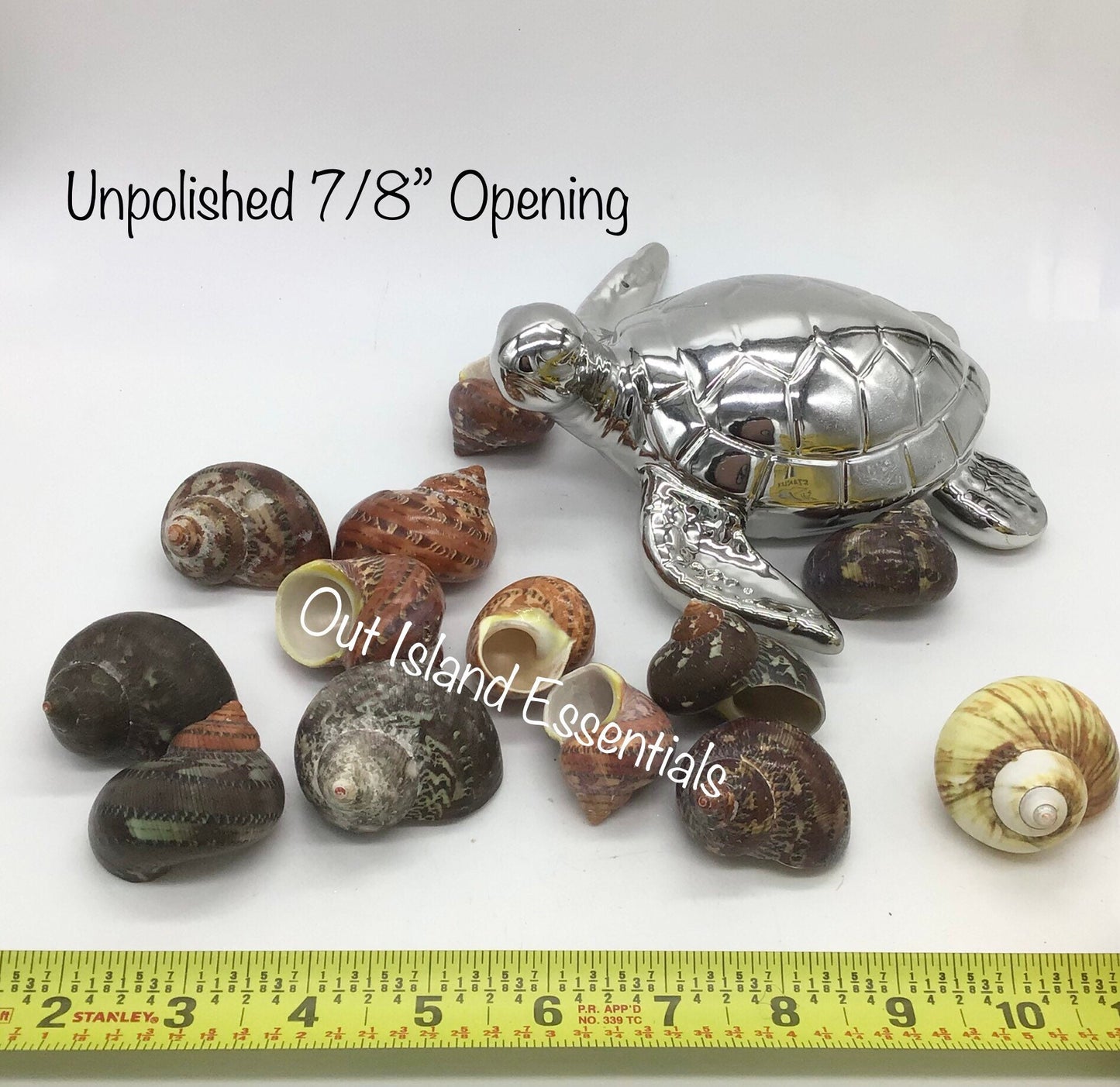 UNpolished Turbo Petholatus Shell I Unpolished Turbo Seashells I Turbo Petholatus Shells I Approximately 3/4 - 1 1/4"  With 7/8" Opening