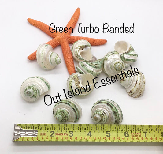 Green Turbo Pearl Banded I Pearl Stripe Turbo I Hermit Crab Shells | Hermit Homes | 2” Turbo Shells 3/4” To 1” Opening