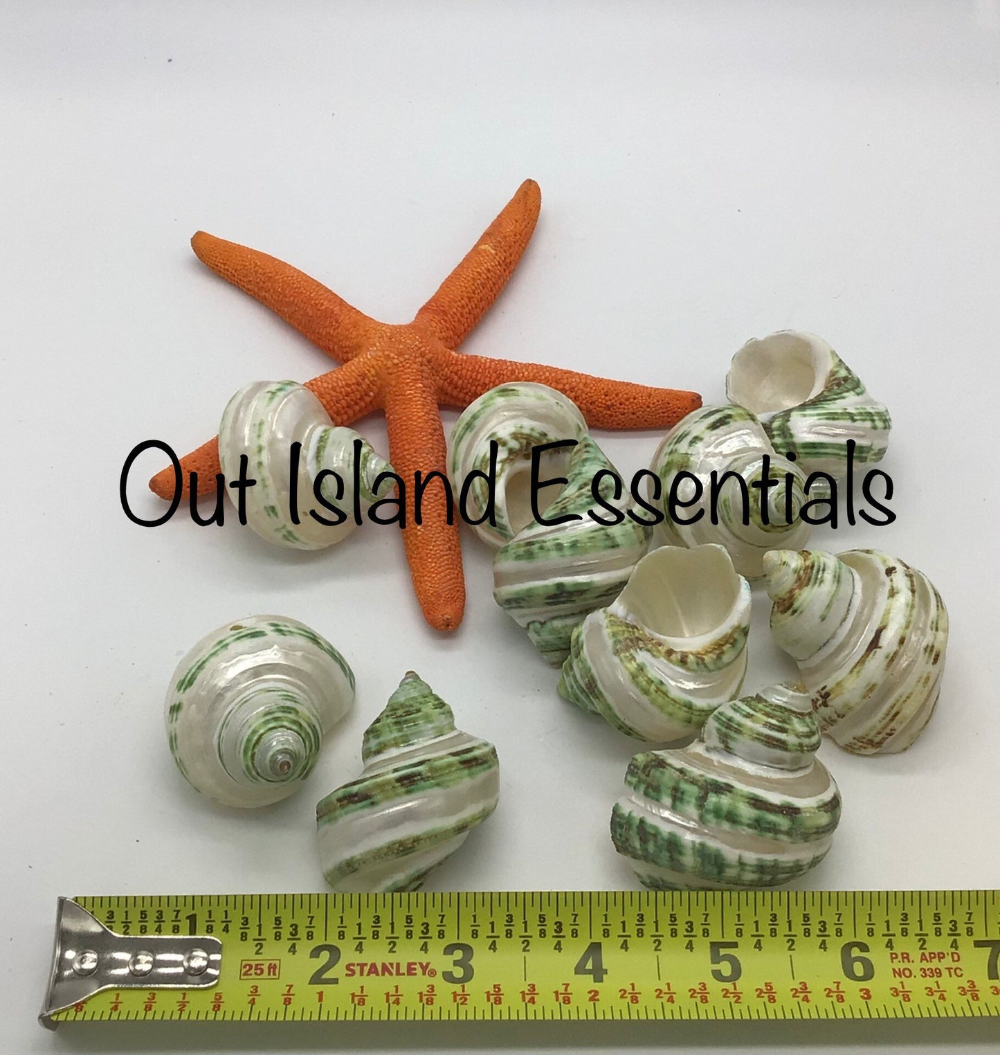 Green Turbo Pearl Banded I Pearl Stripe Turbo I Hermit Crab Shells | Hermit Homes | 2” Turbo Shells 3/4” To 1” Opening