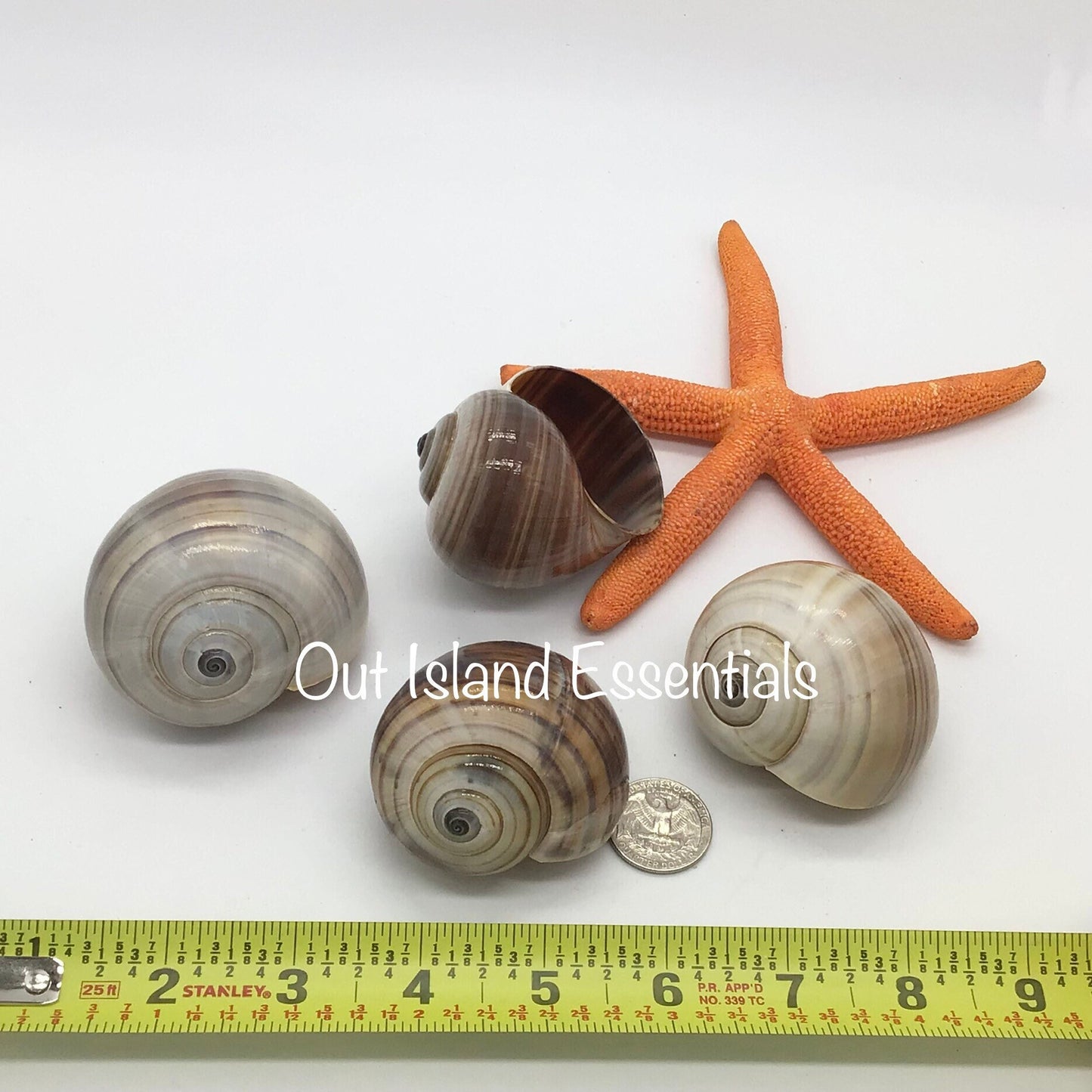 Philippine Land Snail I Snail Shell I Philippine Seashell I 2.5-3" Hermit Crab Shells I 2" Opening