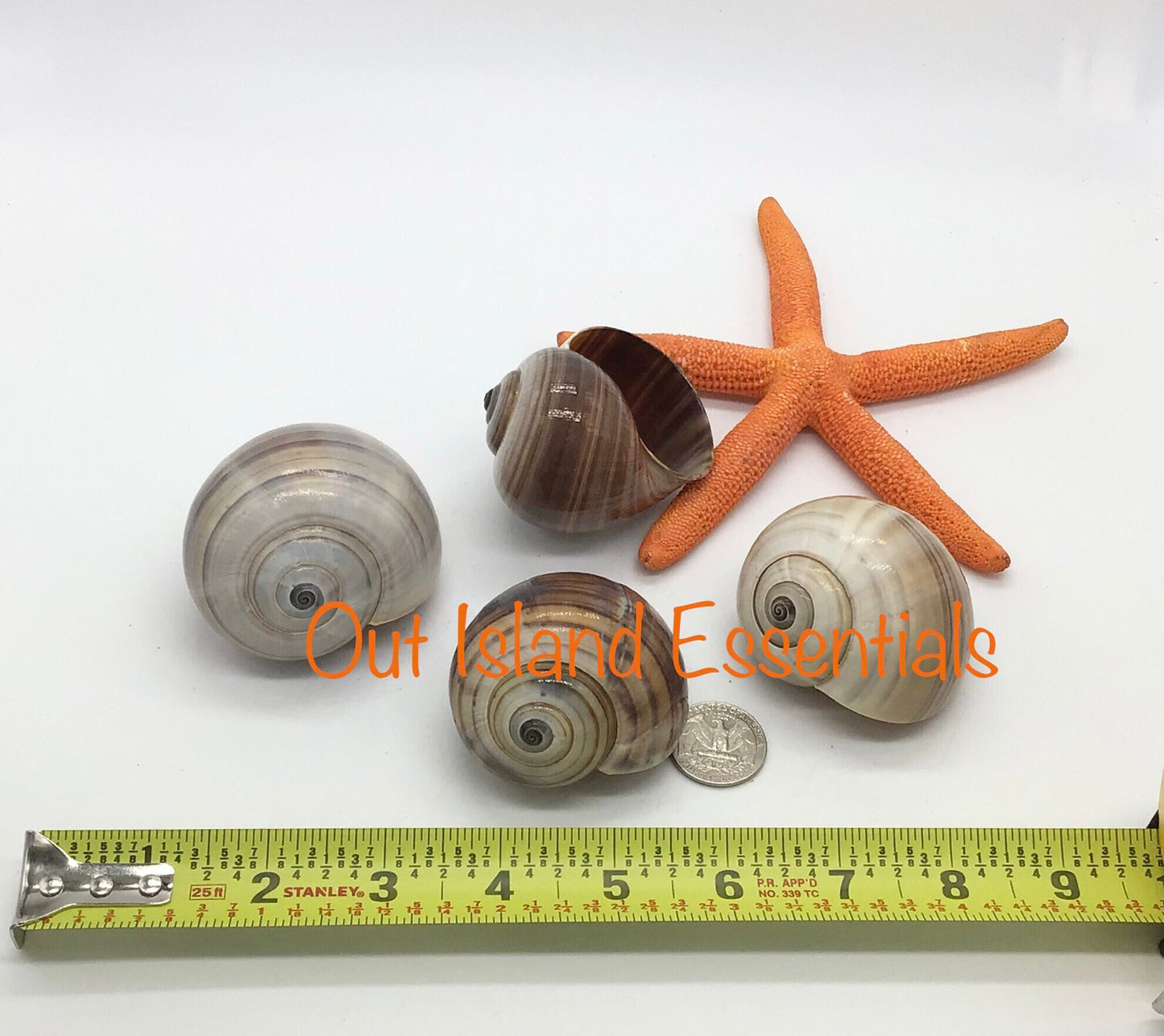 Philippine Land Snail I Snail Shell I Philippine Seashell I 2.5-3" Hermit Crab Shells I 2" Opening