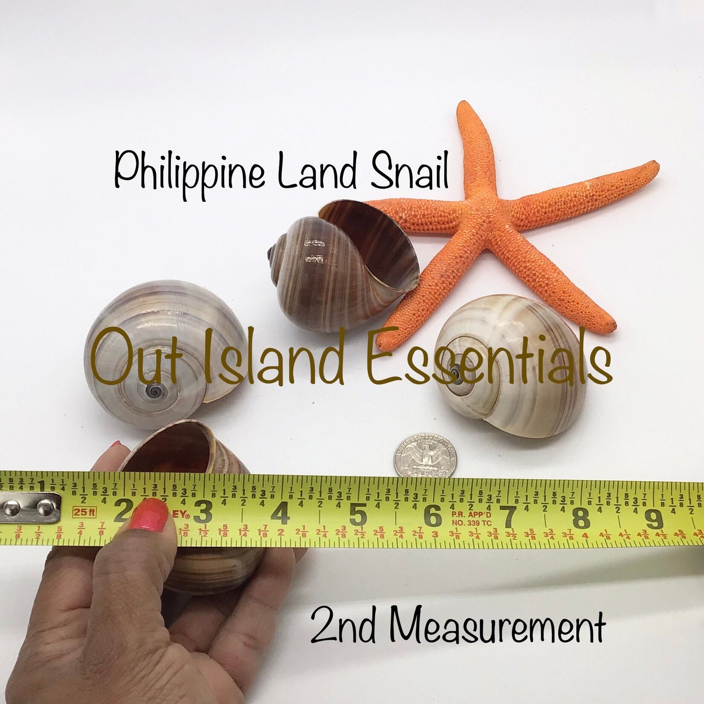 Philippine Land Snail I Snail Shell I Philippine Seashell I 2.5-3" Hermit Crab Shells I 2" Opening