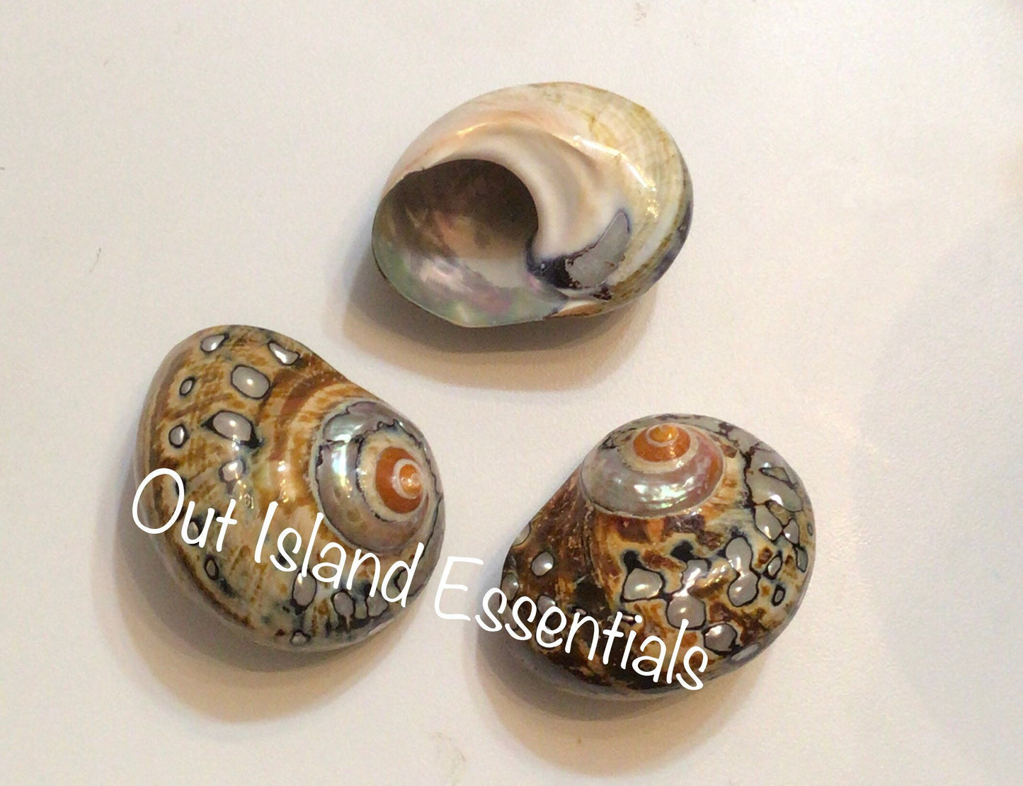 Polished Turbo Sarmaticus I Brown Turbo Seashell I Sarmaticus Specimen Seashell I Pearlized Turbo Shell I Bronze Turbo Shell