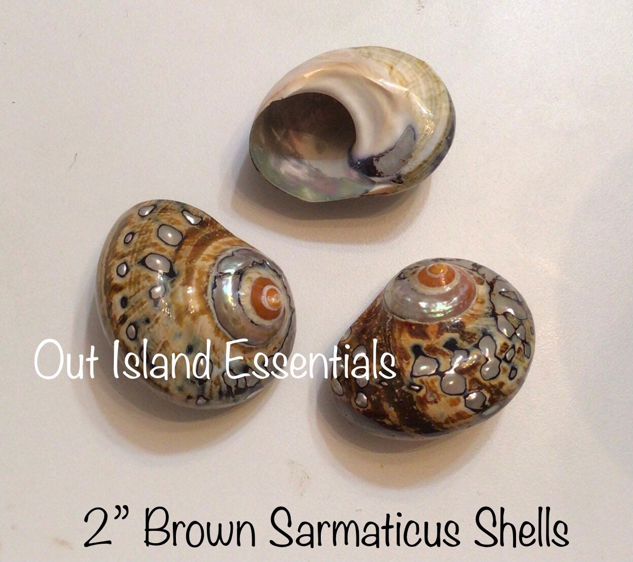 Polished Turbo Sarmaticus I Brown Turbo Seashell I Sarmaticus Specimen Seashell I Pearlized Turbo Shell I Bronze Turbo Shell