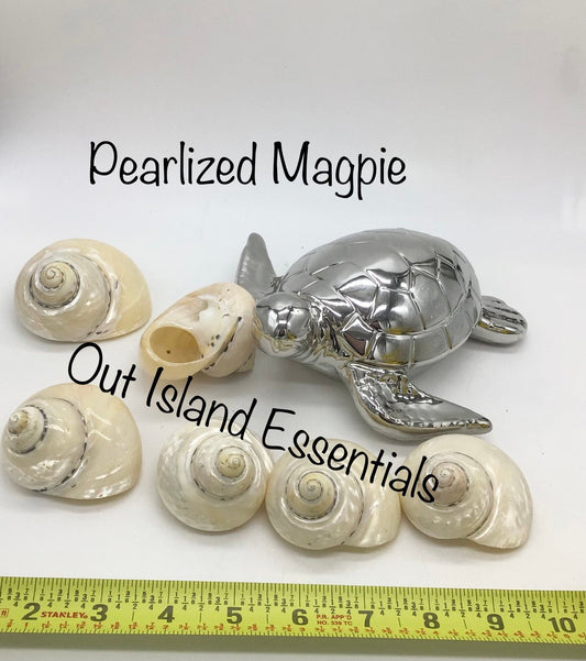 Stunning Magpie Pearlized Polished Shells I Completely Pearlized Magpie Shell I Magpie Shells I Approx. 2.5-3" With 1 1/4" To 1 3/8" Opening