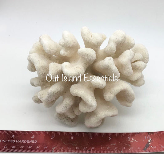 White Coral I Genuine White Coral I Authentic Ocean Coral I  White Display Coral I All White Ocean Coral | White Coral Centerpiece