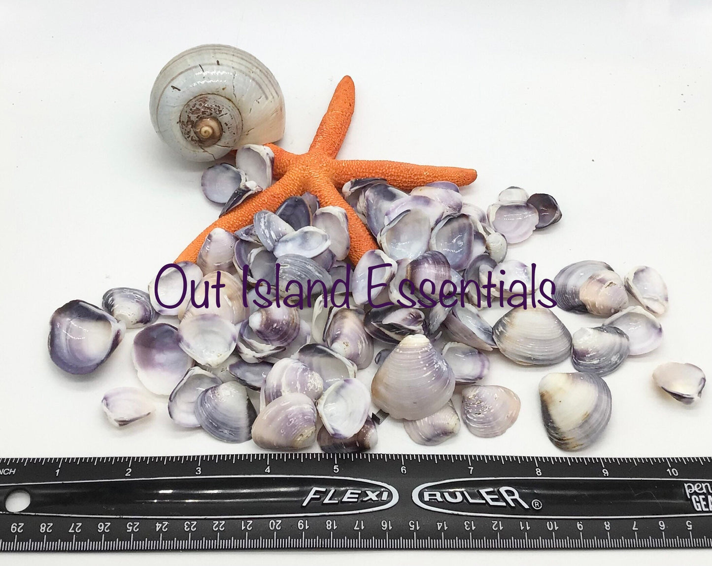 1/2 Cup Purple Baby Clam Seashells