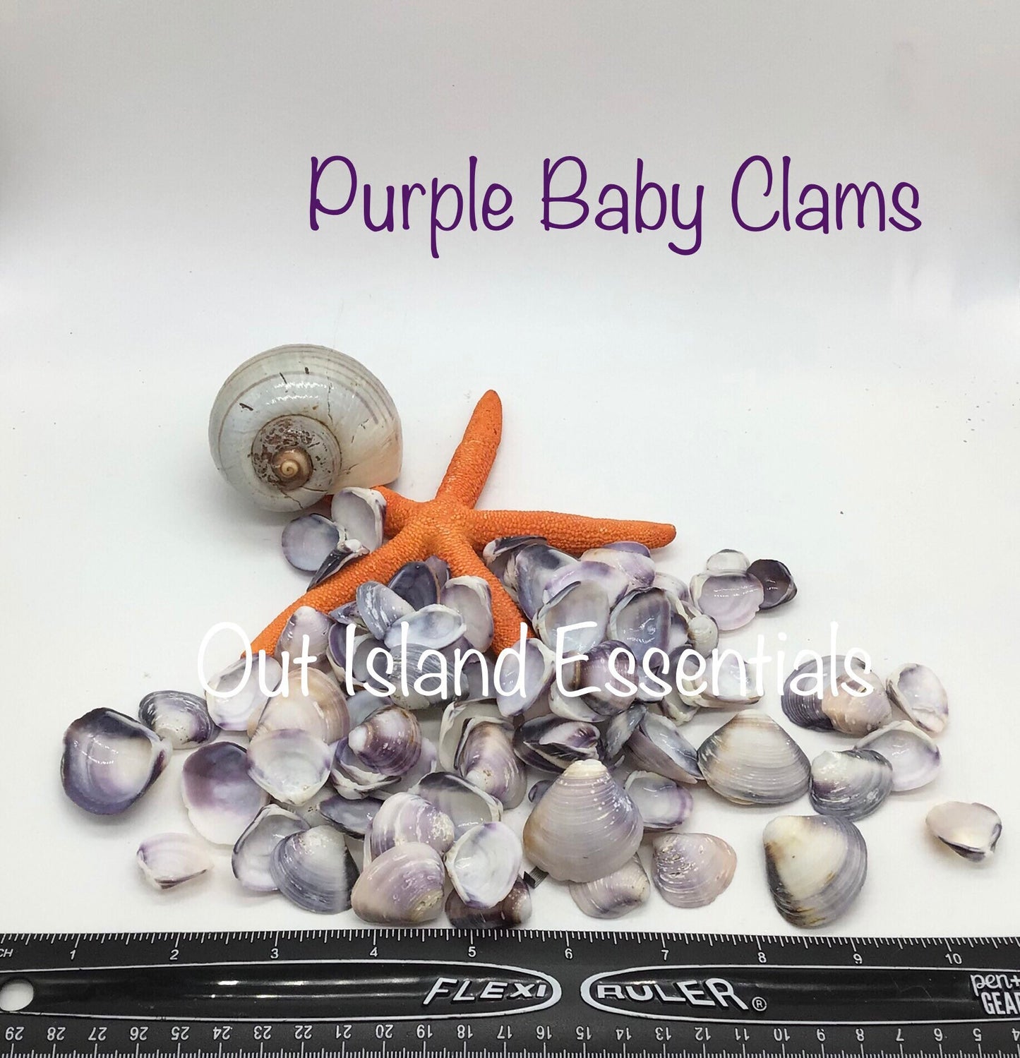 1/2 Cup Purple Baby Clam Seashells