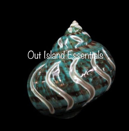 Crazy Carved Turbo Shell I Jade Turbo Polished Shell I 3" To 3.5" Size Hermit Crab Shells I Opening Approximately 1 3/4"