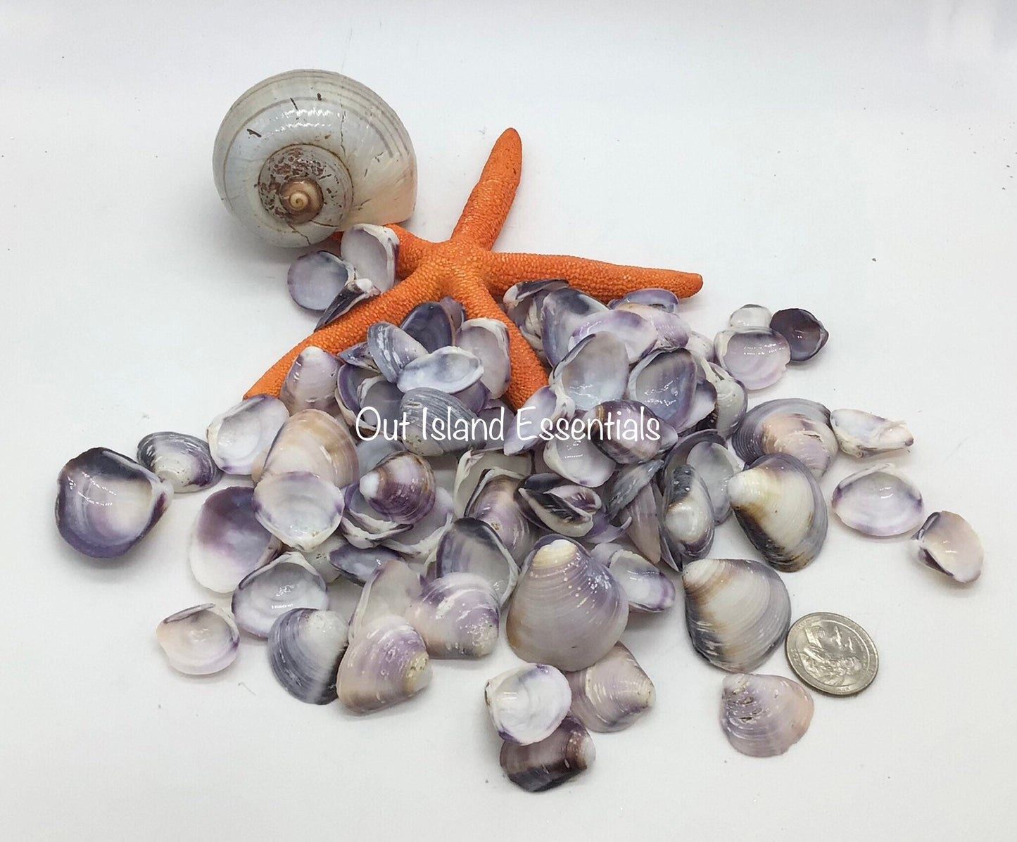 1/2 Cup Purple Baby Clam Seashells