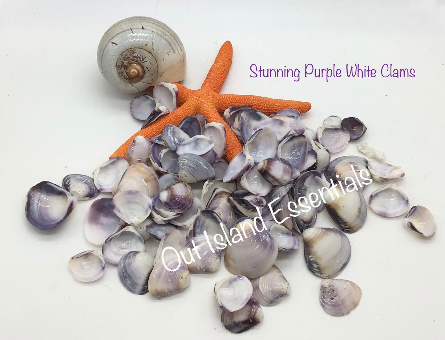 1/2 Cup Purple Baby Clam Seashells