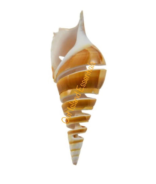 Spiral Cut Tibia I Sliced Craft Shells I Sliced Tibia Seashells I 1 Each Spiral Cut Tibia Sliced Shells I Approx. 4-5"