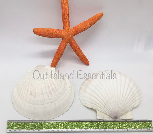 Extra Large Baking Clam | Extra Large Semi-White Scallop Clam | 5 3/4 Inch Scallop Clam | Scallop Shell