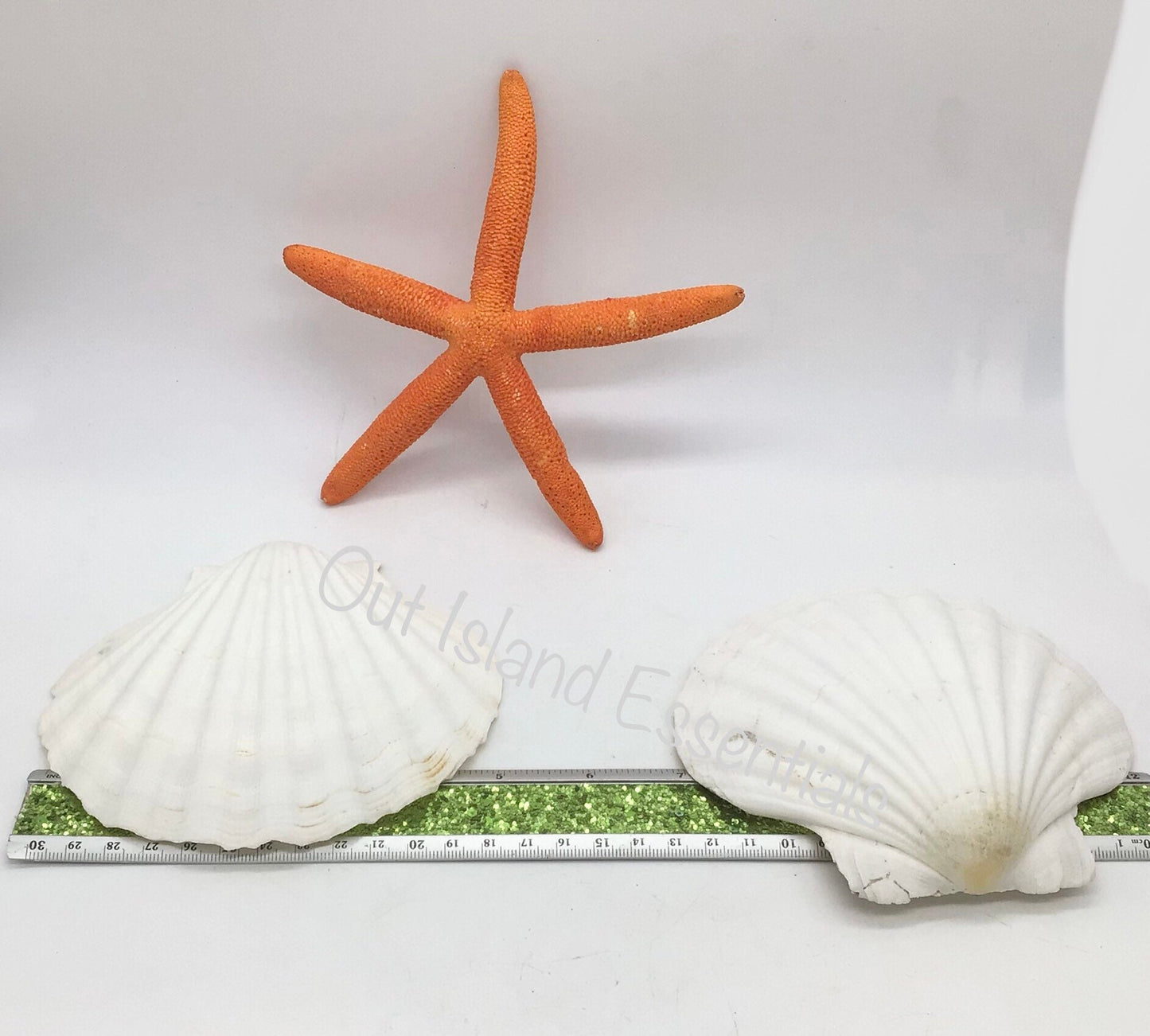 Large Baking Clam | Large Semi-White Scallop Clam | 5 Inch Scallop Clam | Scallop Shell