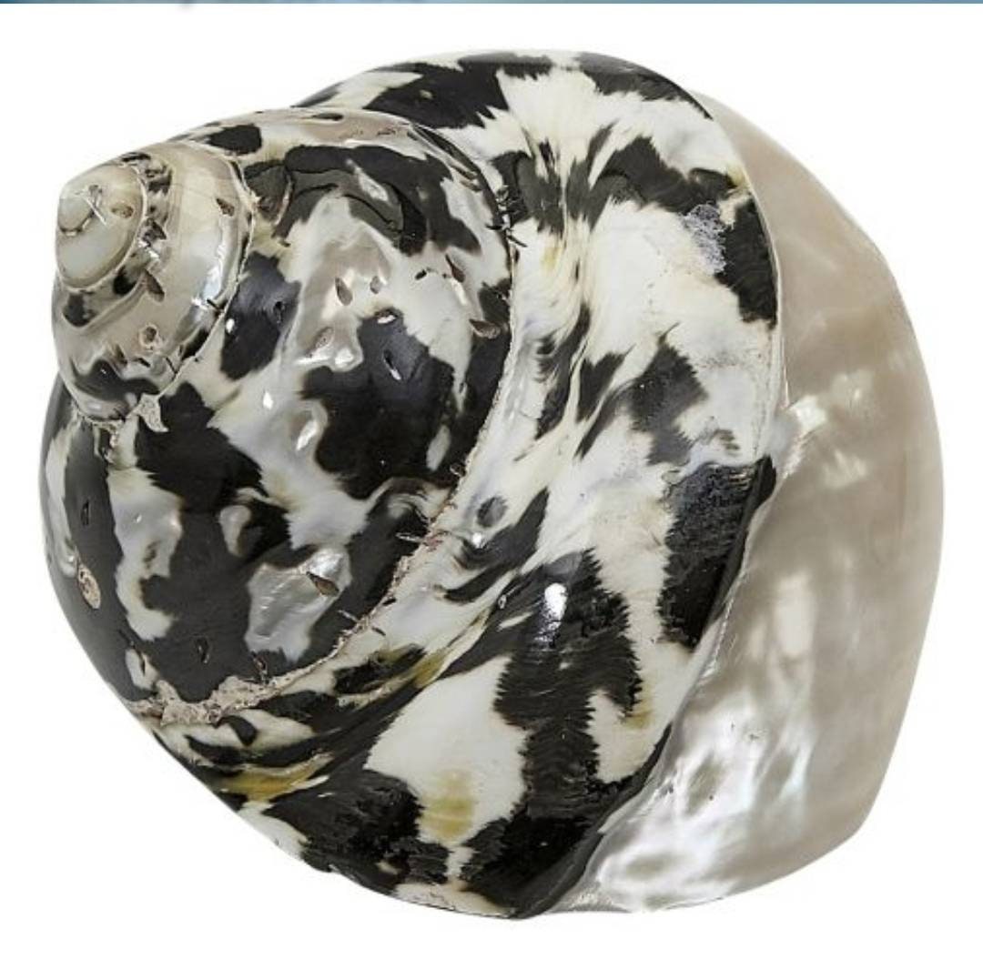 Magpie Top Polished Seashell 1-1 1/4" Opening I Magpie Black and White Shells I Approx. 2-2.5” I MagPie Hermit Crab Shells