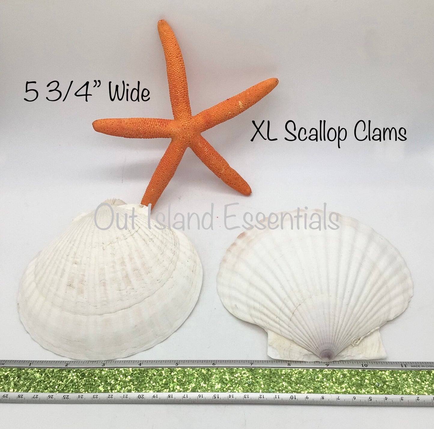 Extra Large Baking Clam | Extra Large Semi-White Scallop Clam | 5 3/4 Inch Scallop Clam | Scallop Shell