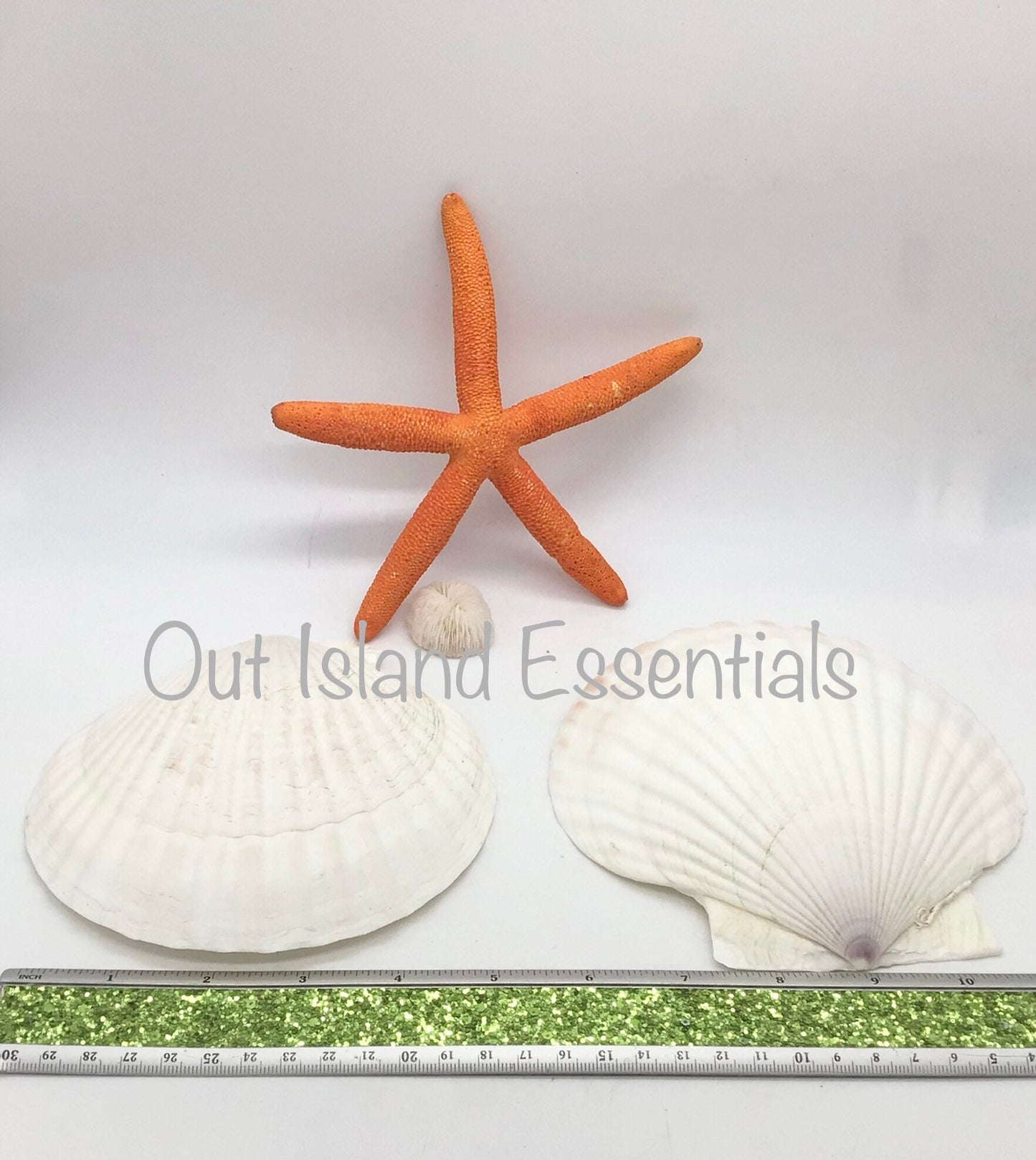 Extra Large Baking Clam | Extra Large Semi-White Scallop Clam | 5 3/4 Inch Scallop Clam | Scallop Shell