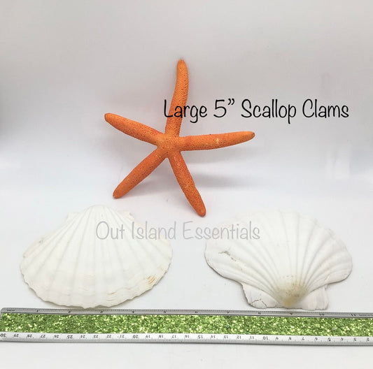 Large Baking Clam | Large Semi-White Scallop Clam | 5 Inch Scallop Clam | Scallop Shell