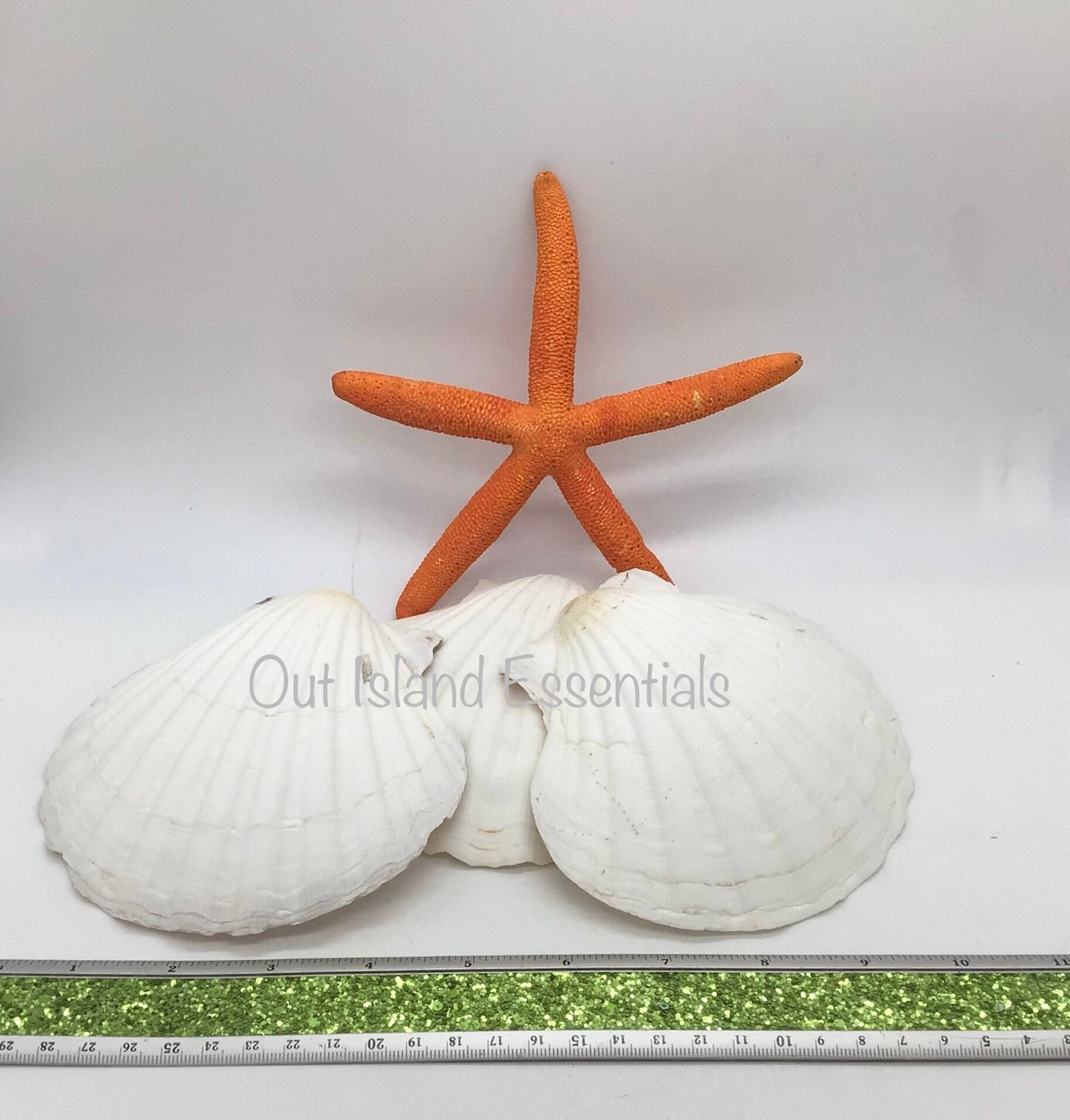 Large Baking Clam | Large Semi-White Scallop Clam | 5 Inch Scallop Clam | Scallop Shell