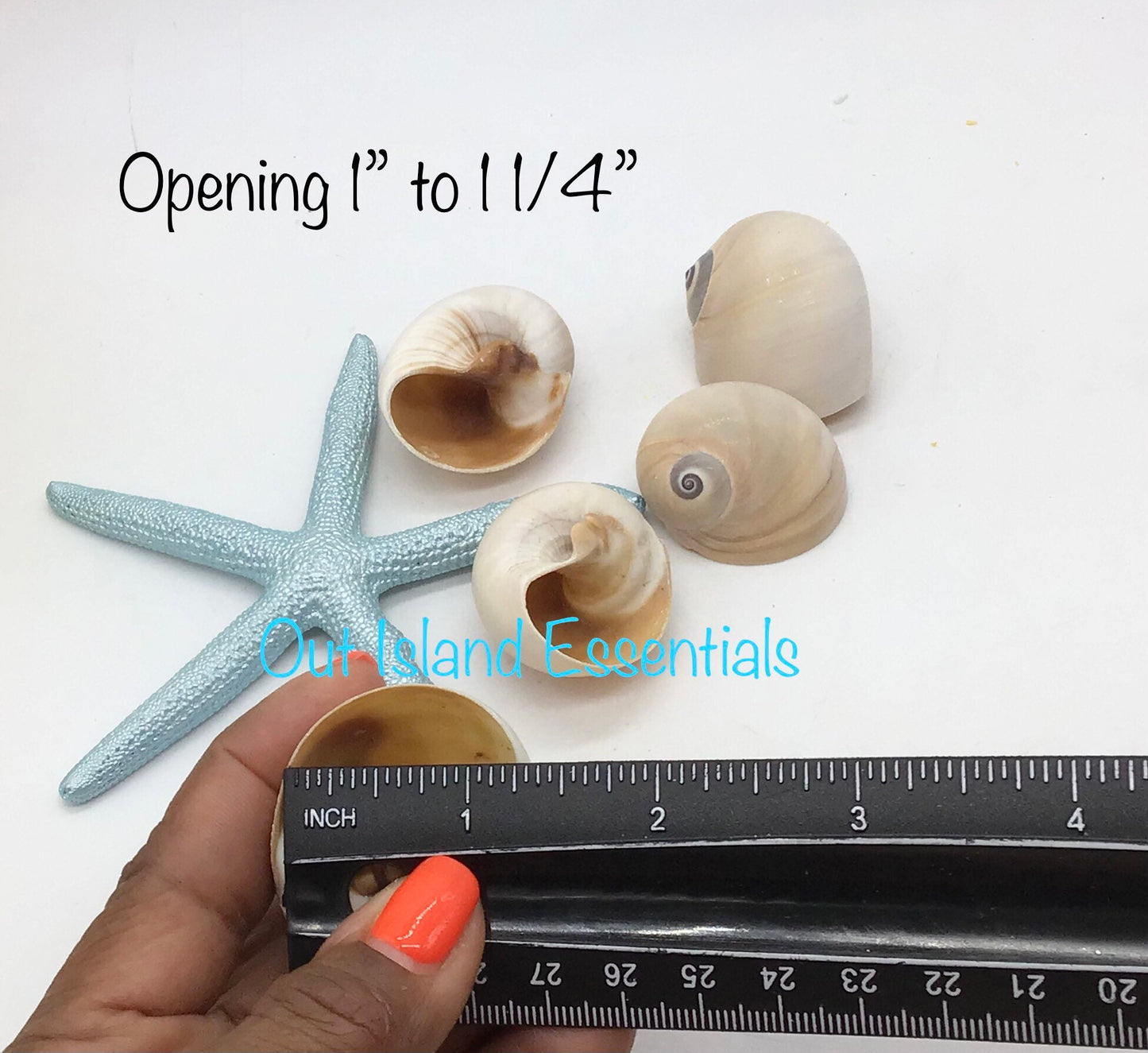 Whales Eye Seashells I Hermit Crab Shells I D Opening Craft Shells I 1.5-2" Whales Eye I Opening Approximately 1" - 1 1/4"