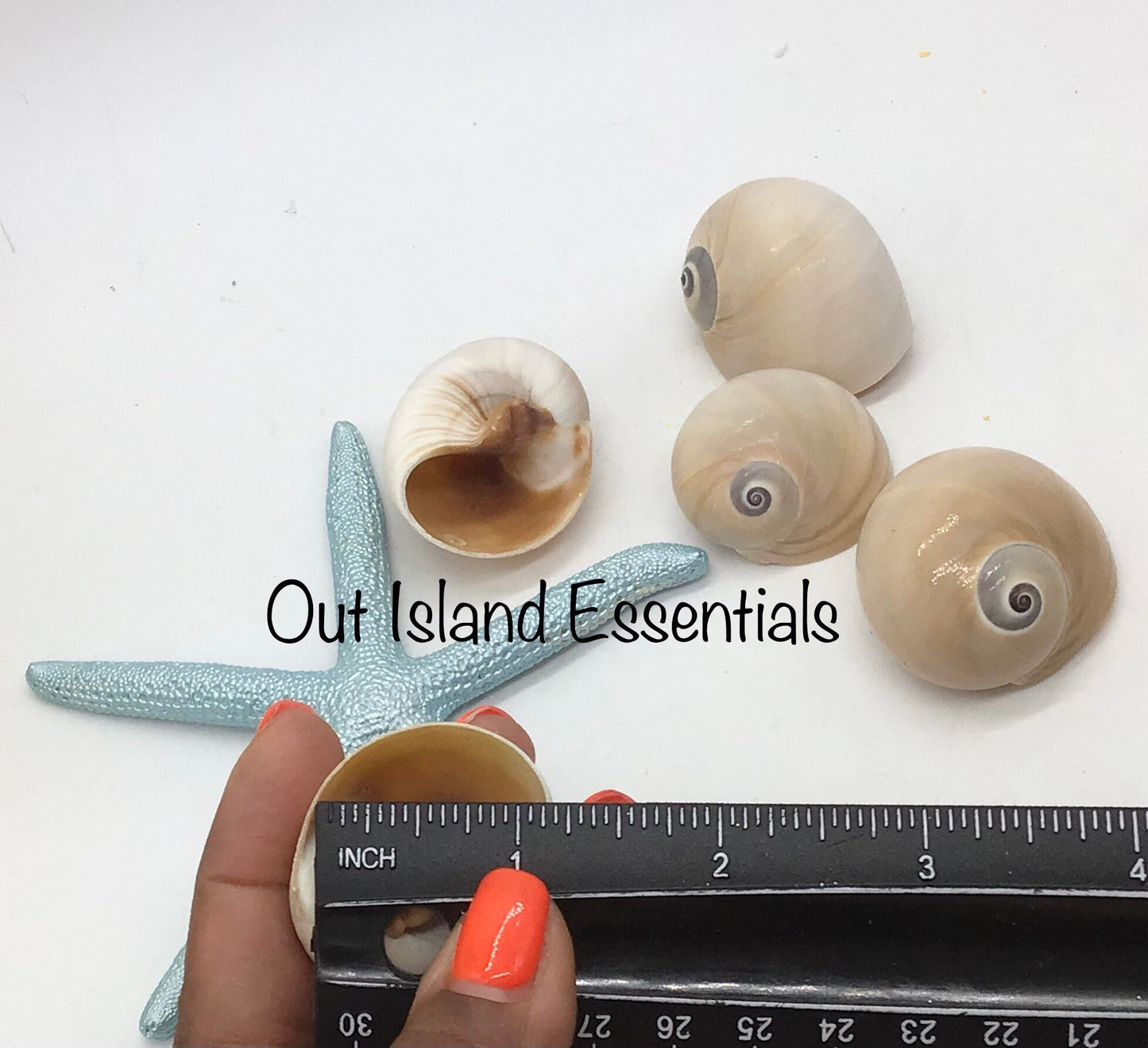 Whales Eye Seashells I Hermit Crab Shells I D Opening Craft Shells I 1.5-2" Whales Eye I Opening Approximately 1" - 1 1/4"