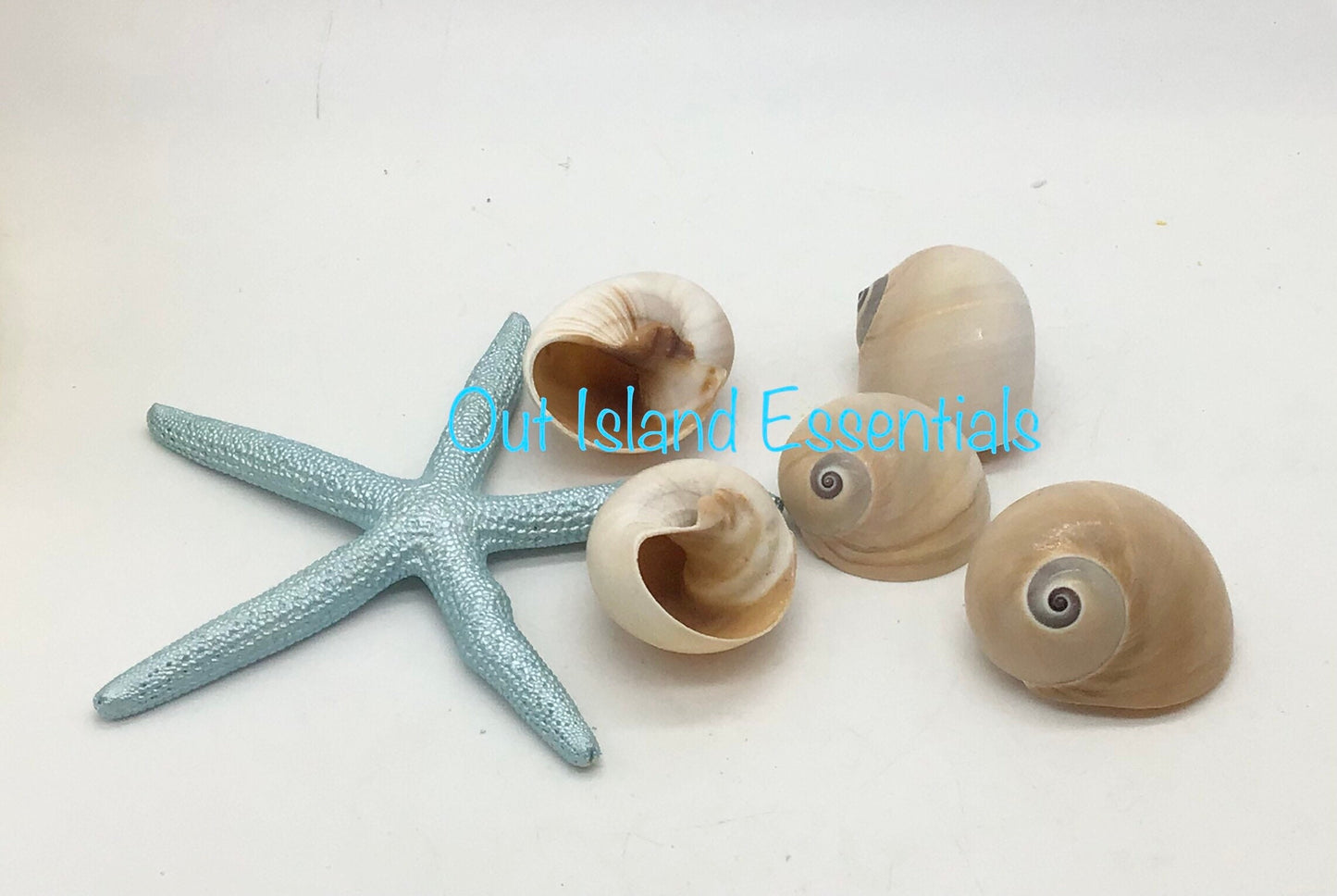 Whales Eye Seashells I Hermit Crab Shells I D Opening Craft Shells I 1.5-2" Whales Eye I Opening Approximately 1" - 1 1/4"