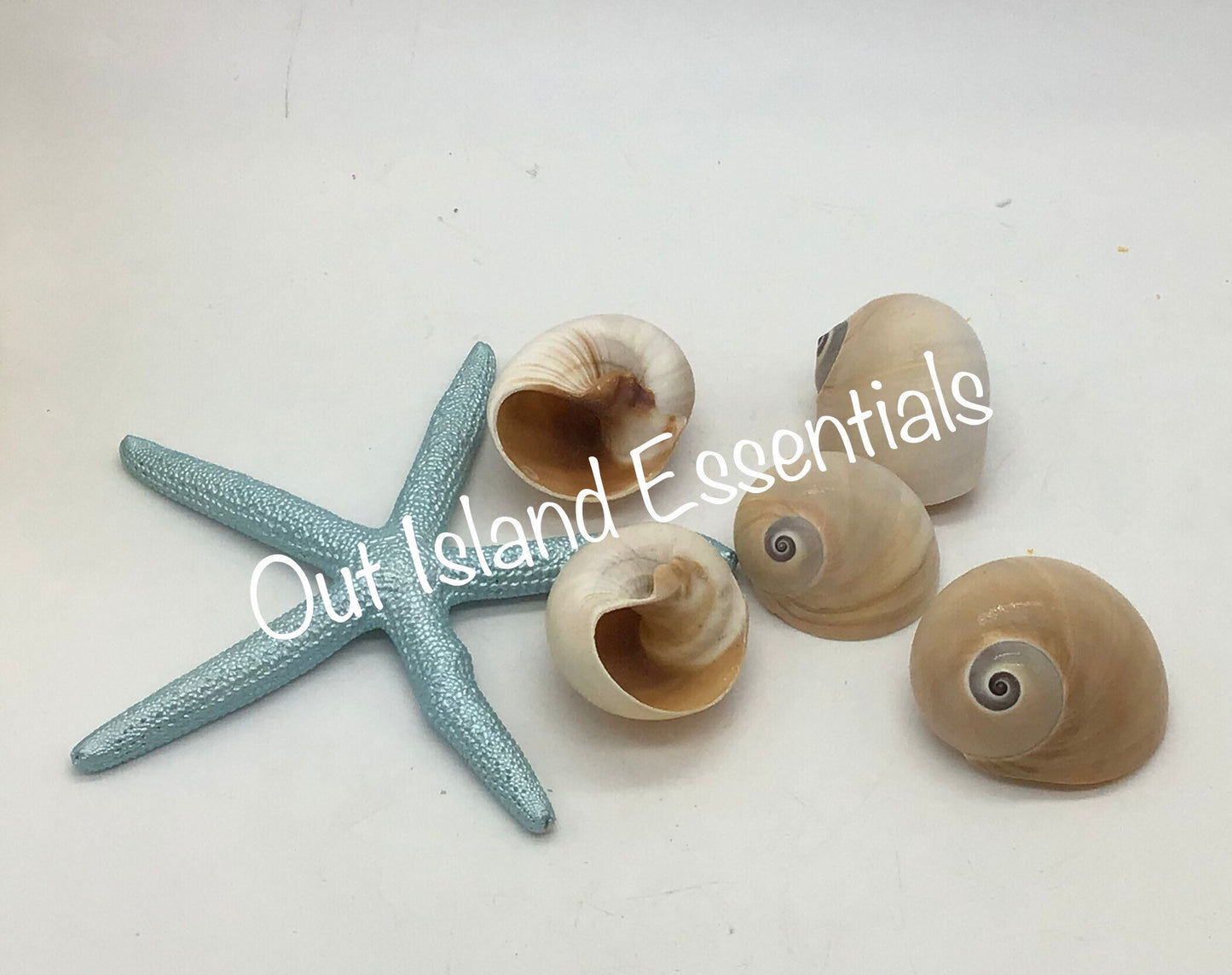 Whales Eye Seashells I Hermit Crab Shells I D Opening Craft Shells I 1.5-2" Whales Eye I Opening Approximately 1" - 1 1/4"