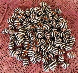 Bee Hive Snail Shells I Tiny Black And White Seashells I 1/4" To 1/2" Bee Hive Shells I Small Craft Shells I Bumble Bee Seashells