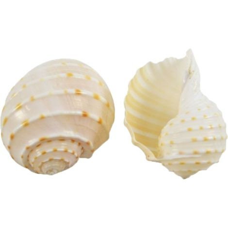 Tonna Tesselata Shell I 1.5-2" Tonna Shell I Medium Craft Seashells I Coastal Decor I 1" D Opening Hermit Crab Shells | Hermit Crab Shells