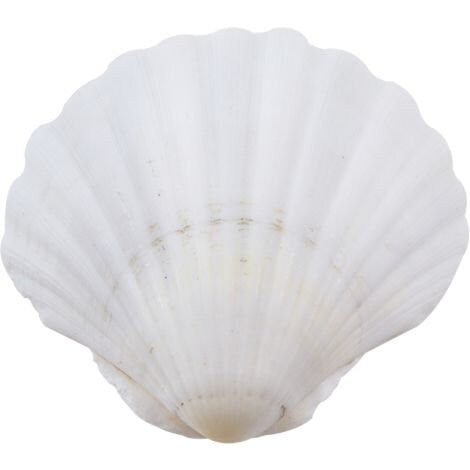 Large 4.5+" Baking Clam | Large Semi-White Scallop Clam | 4.5 Inch Scallop Clam | Scallop Shell