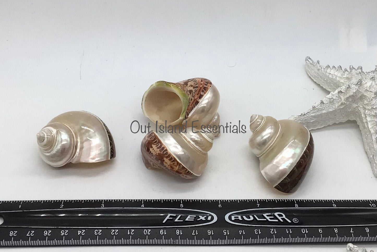 Snakeskin Turbo Petholatus I Pearl Top Shell I Turbo Seashell I Turbo Petholatus Shells I Two Inch Hermit Crab Shells One Inch Opening