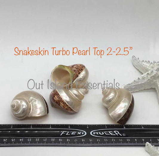 Snakeskin Turbo Petholatus I Pearl Top Shell I Turbo Seashell I Turbo Petholatus Shells I Two Inch Hermit Crab Shells One Inch Opening