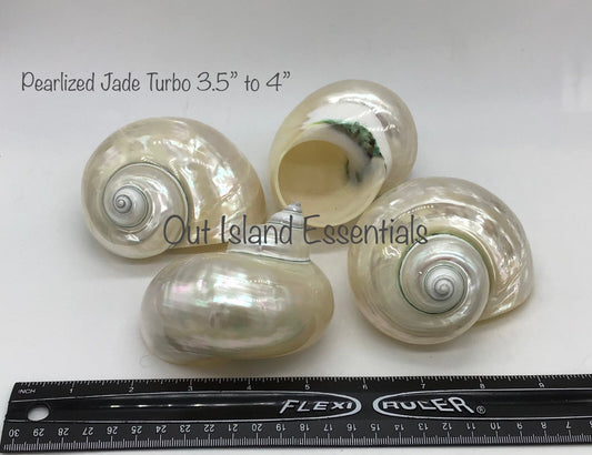 Jade Turbo Pearl Polished Shell I Pearlized Turbo Seashell I Jade Pearl Turbo Polished Shells I Assorted Sizes Hermit Crab Shells