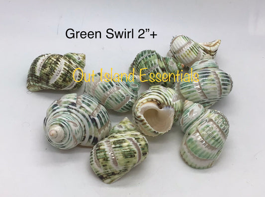 2"+ Green Polished Swirl Carved Turbo Seashells, Hermit Crab Shells