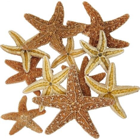 2 Pc. Sugar Starfish, Medium 2-4" Real Craft Starfish, Bahamas Sugar Starfish, Coastal Decorations