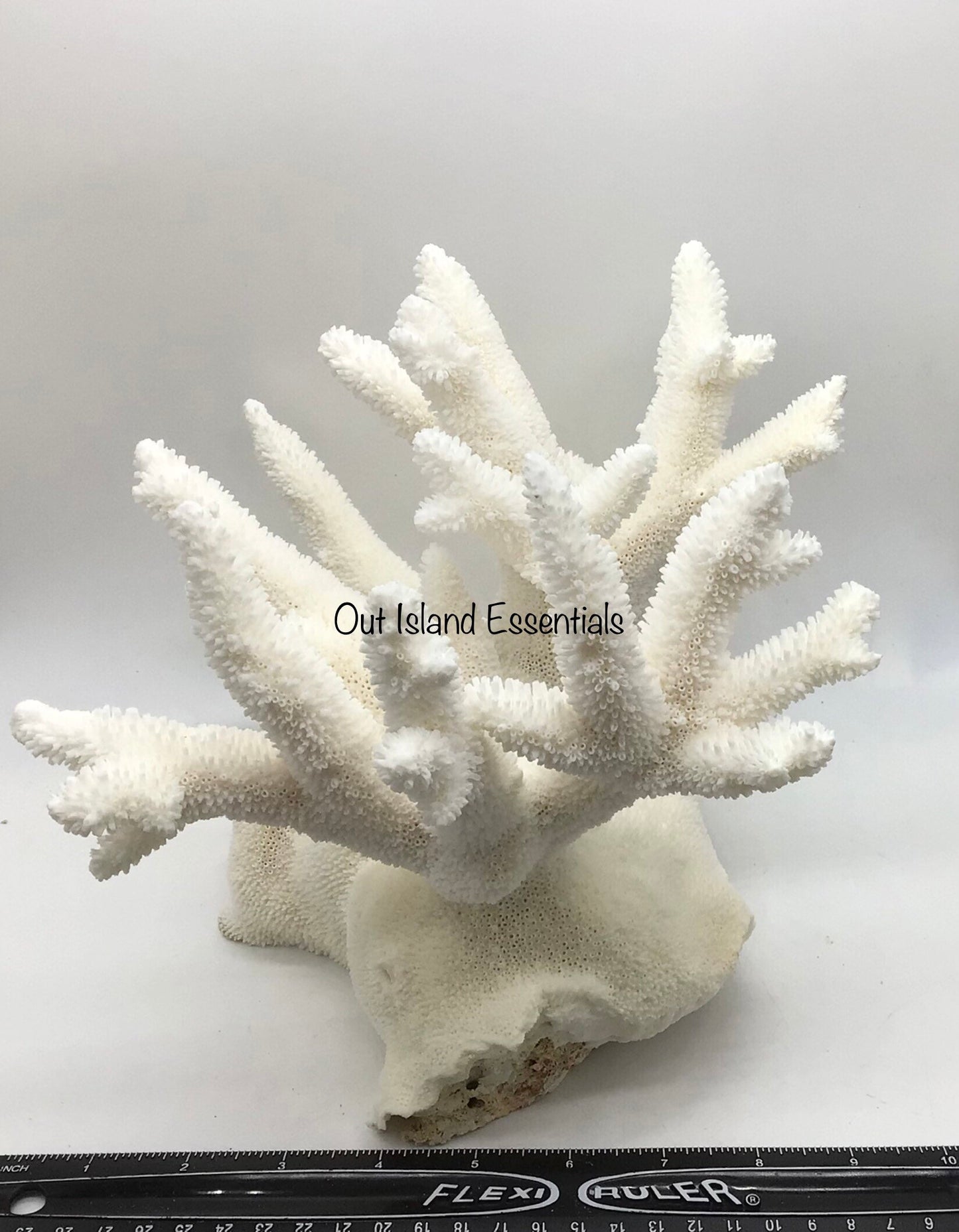 Colossal White Coral I Extra Large Coral I Authentic Ocean Coral I  White Display Coral I All White Ocean Coral | White Coral Centerpiece