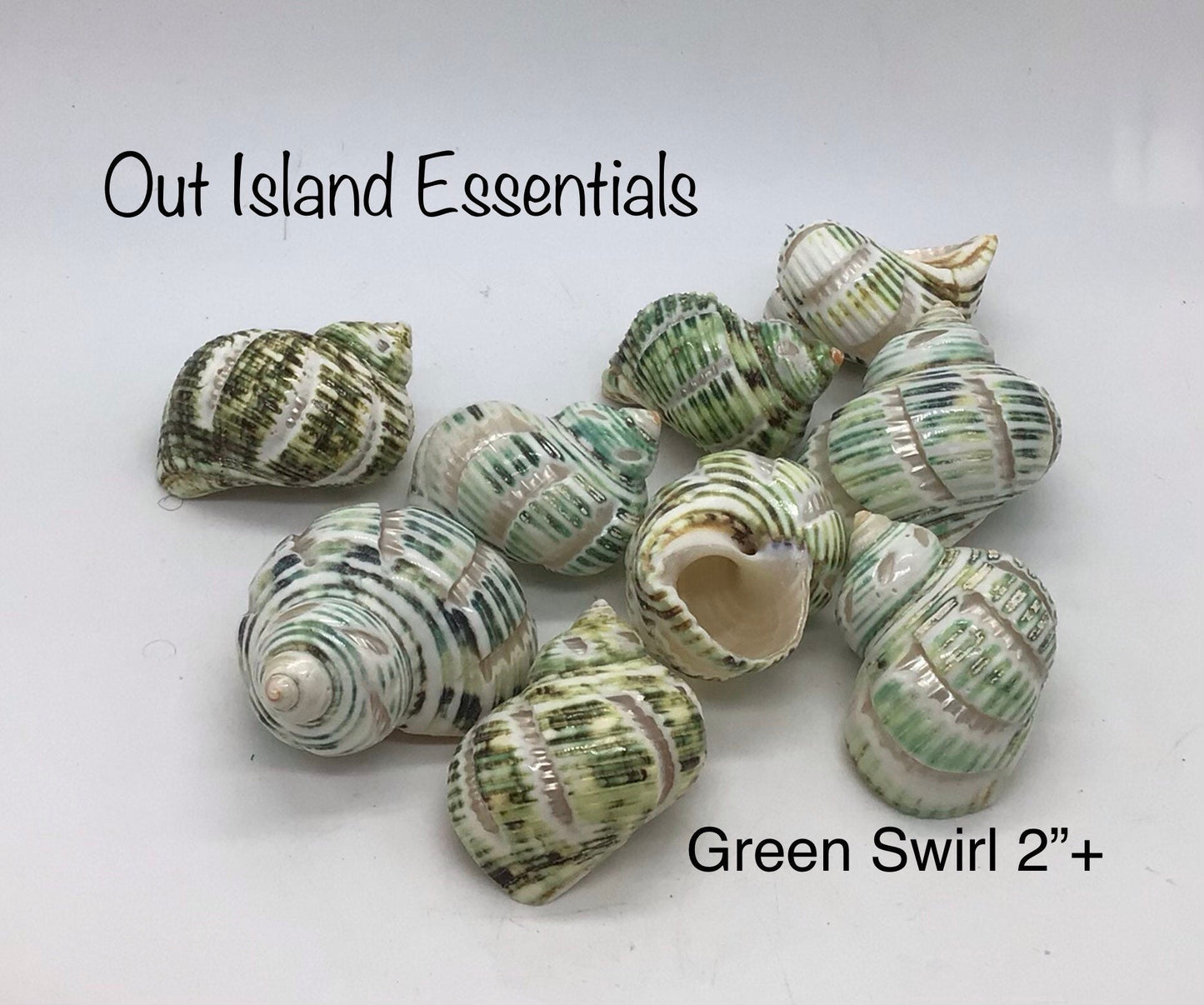 2"+ Green Polished Swirl Carved Turbo Seashells, Hermit Crab Shells