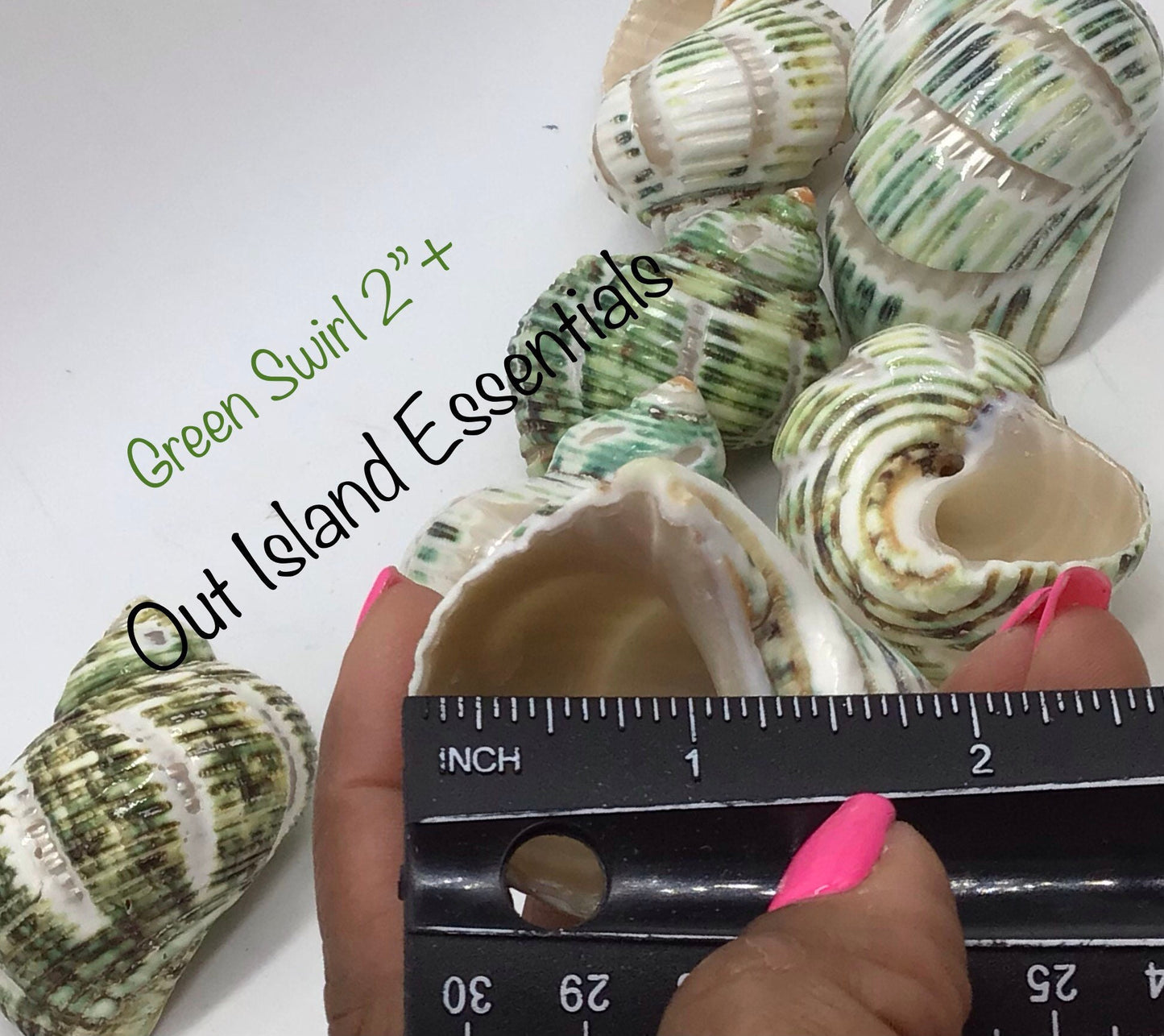 2"+ Green Polished Swirl Carved Turbo Seashells, Hermit Crab Shells