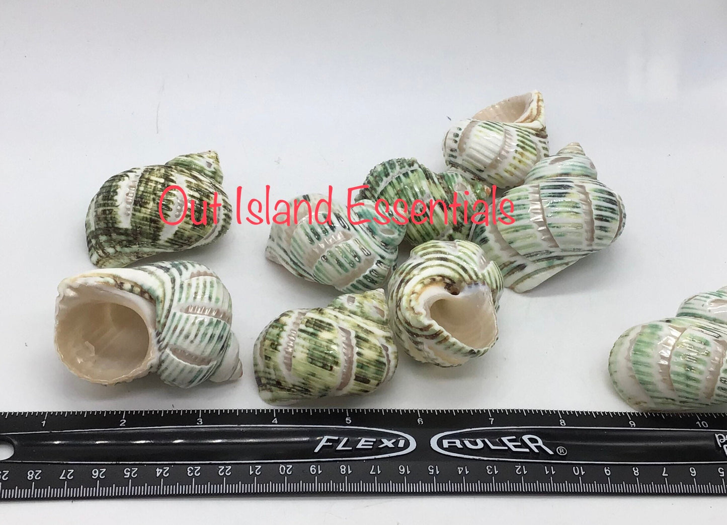 2"+ Green Polished Swirl Carved Turbo Seashells, Hermit Crab Shells