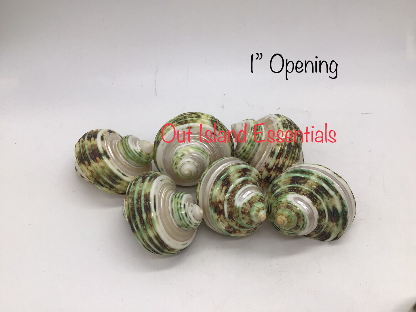 Green Turbo Pearl Banded I Pearl Stripe Turbo I Hermit Crab Shells | Hermit Homes | 2” Turbo Shells 3/4” To 1” Opening