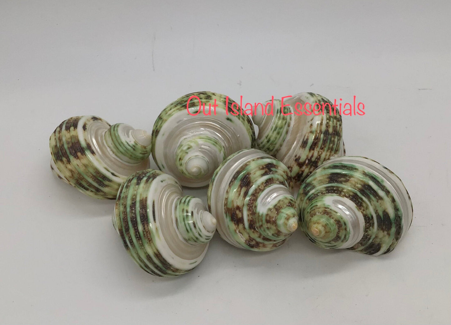 Green Turbo Pearl Banded I Pearl Stripe Turbo I Hermit Crab Shells | Hermit Homes | 2” Turbo Shells 3/4” To 1” Opening