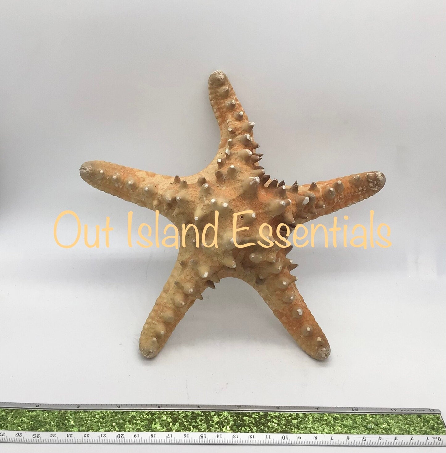 Extra Large Natural Knobby Starfish, 9" Starfish, Natural Starfish, Coastal Wedding Decor