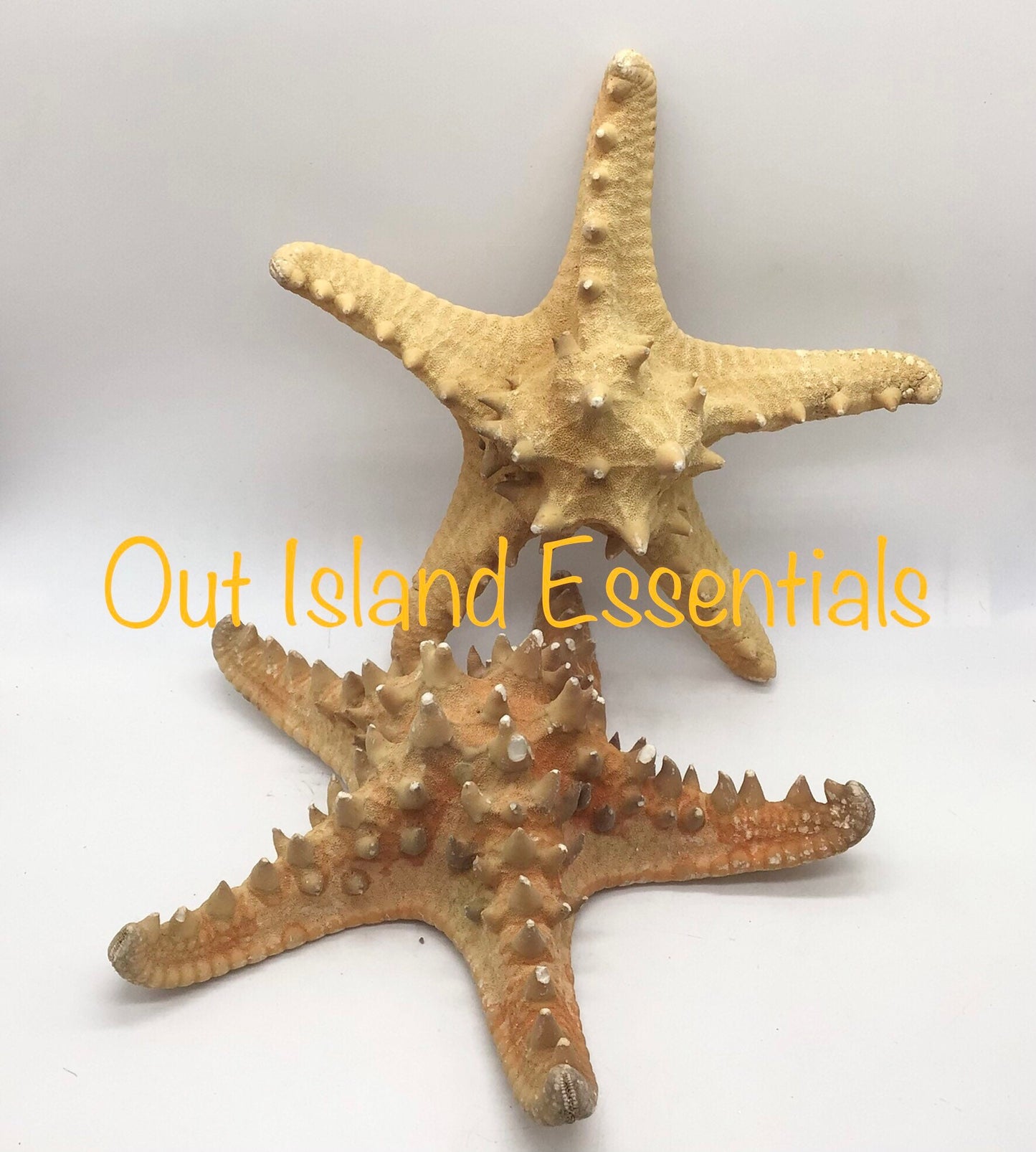 Extra Large Natural Knobby Starfish, 9" Starfish, Natural Starfish, Coastal Wedding Decor