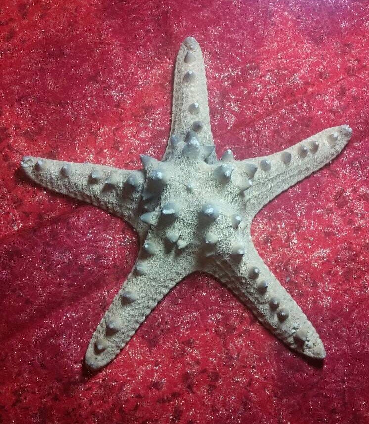 Extra Large Natural Knobby Starfish, 9" Starfish, Natural Starfish, Coastal Wedding Decor