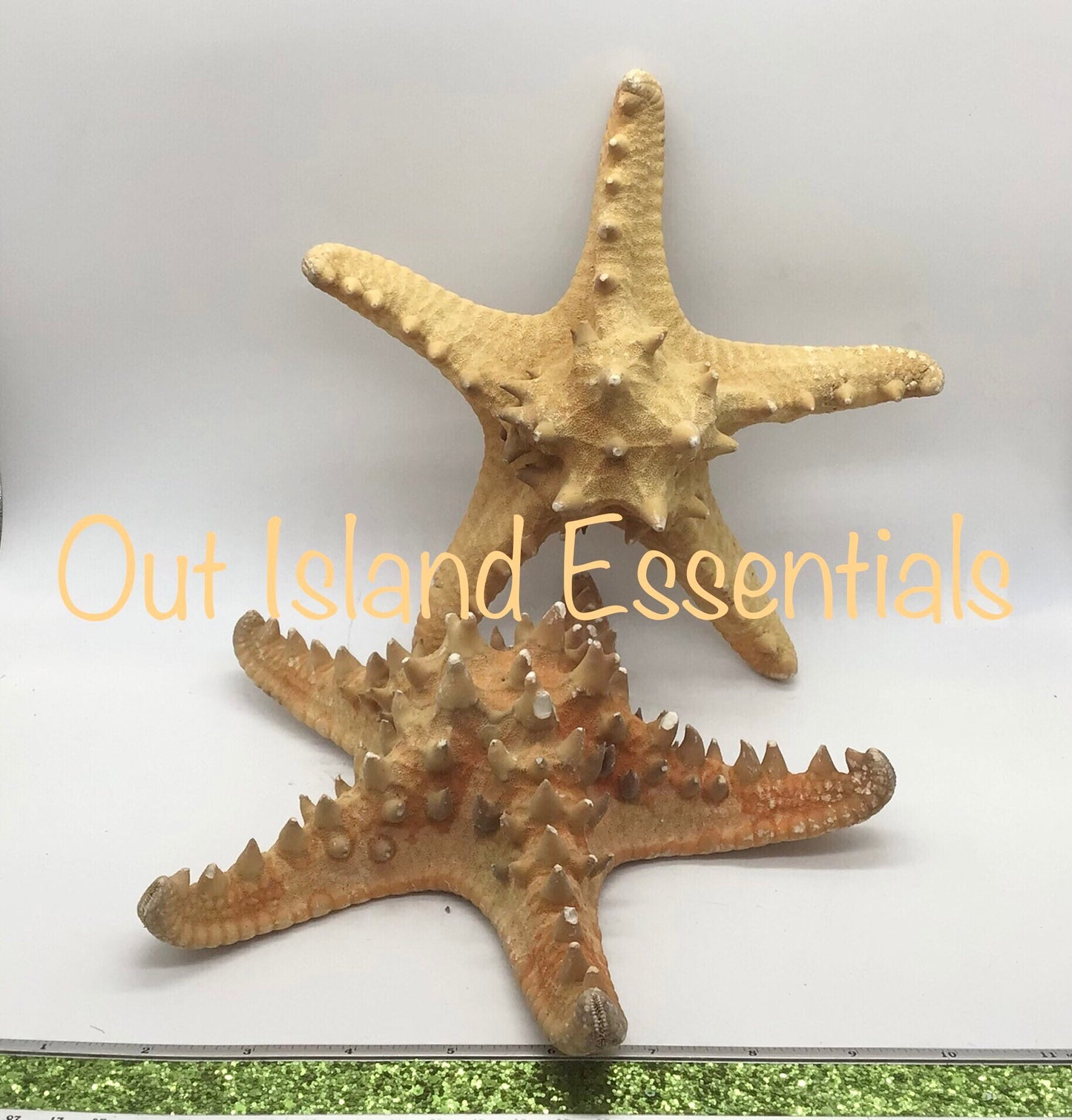 Extra Large Natural Knobby Starfish, 9" Starfish, Natural Starfish, Coastal Wedding Decor