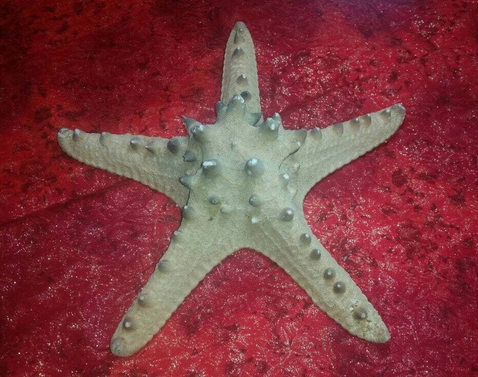 Extra Large Natural Knobby Starfish, 9" Starfish, Natural Starfish, Coastal Wedding Decor