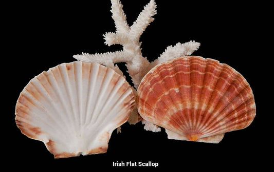 10 Irish Flat Clam Wholesale Seashells 3 1/4"-4" Clam Shells