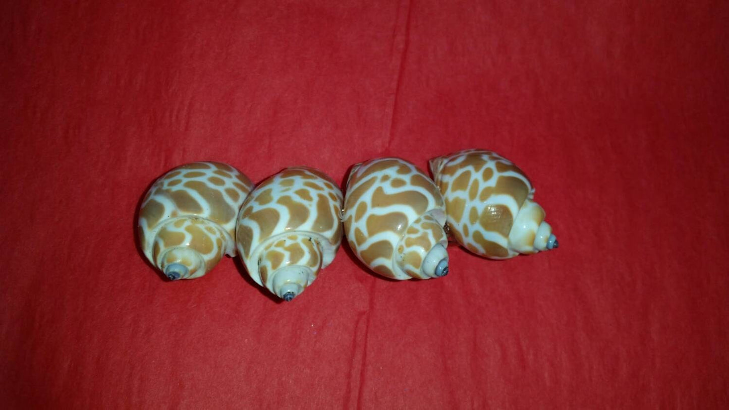 Seashell Hair Clip I Seashell Hair Barrette I Mermaid Hair Clip I Coastal Hair Clip I Hair Clip I Shell Hair Barrette I Seashell Barrette